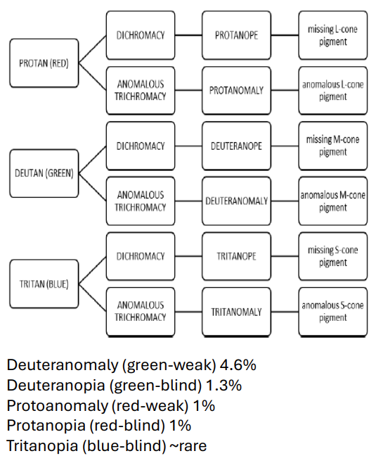 Chart of dichromatic and anomalous trichromatic defects with their prevalence