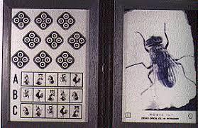 Stereo fly test booklet