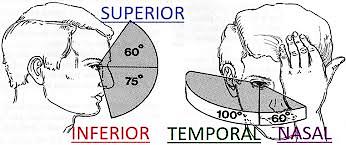 Diagram of the extent of the visual field: superior, inferior, temporal and nasal
