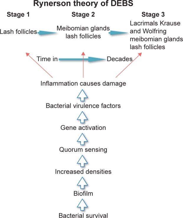 Rynerson theory of DEBS: stages from lash follicles to meibomian glands to lacrimal glands, and the cascade from inflammation to bacterial survival