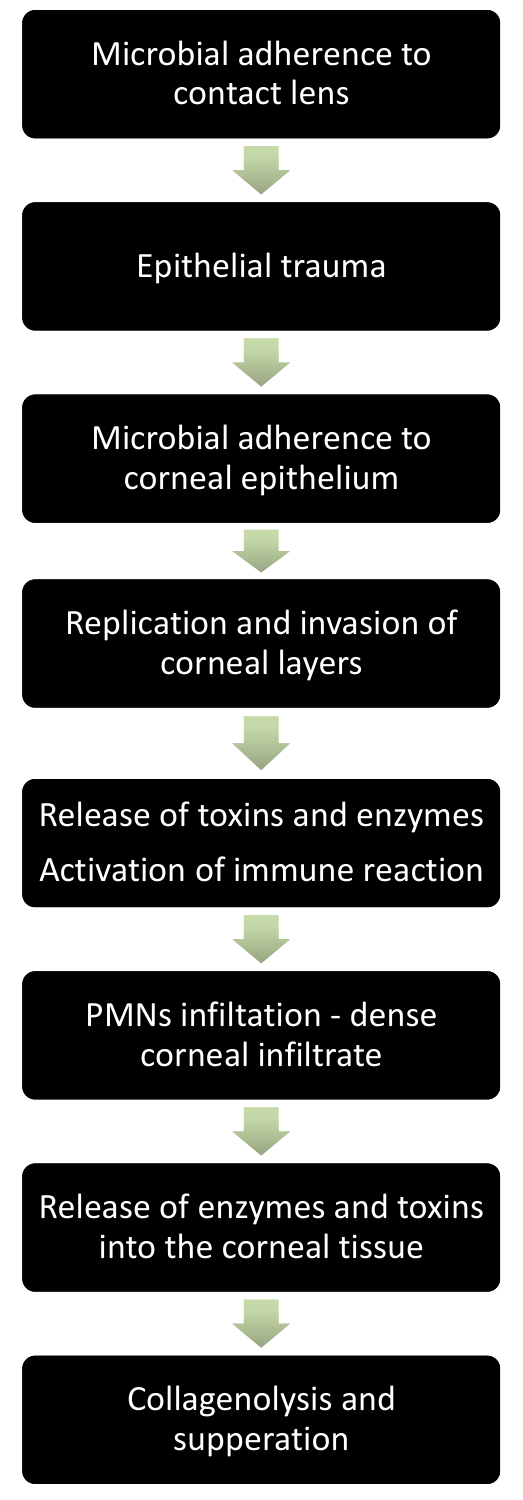 Flow chart from microbial adherence to the contact lens through epithelial trauma, invasion and infiltration to collagenolysis and suppuration