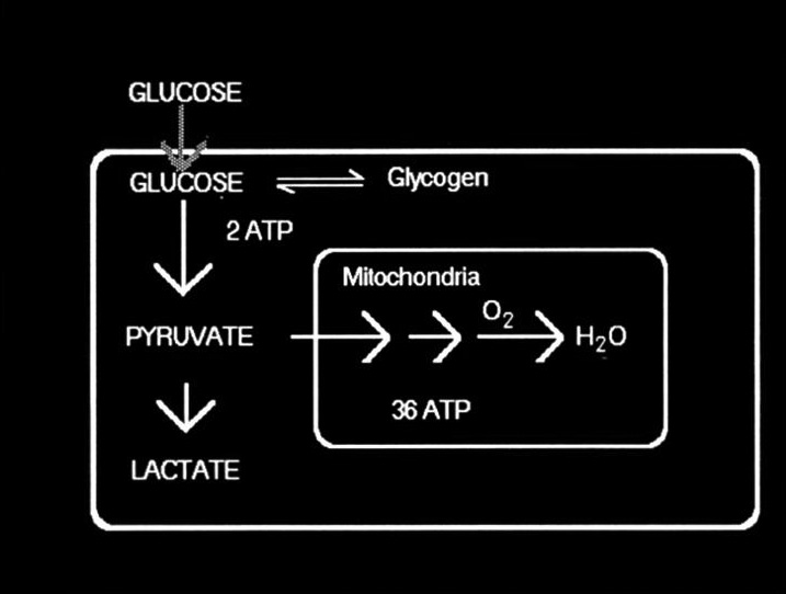 Diagram of aerobic and anaerobic glucose metabolism in a corneal endothelial cell