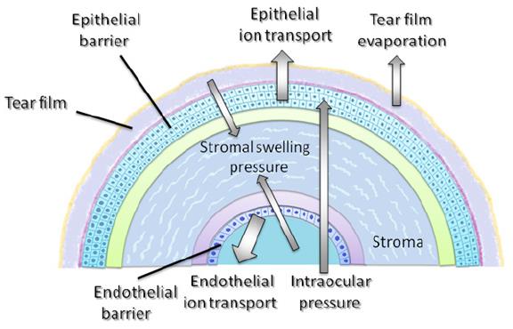 Diagram of the cornea showing the epithelial and endothelial barriers, ion transport, tear film evaporation, stromal swelling pressure and intraocular pressure