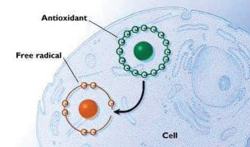 Diagram of a free radical and an antioxidant in a cell