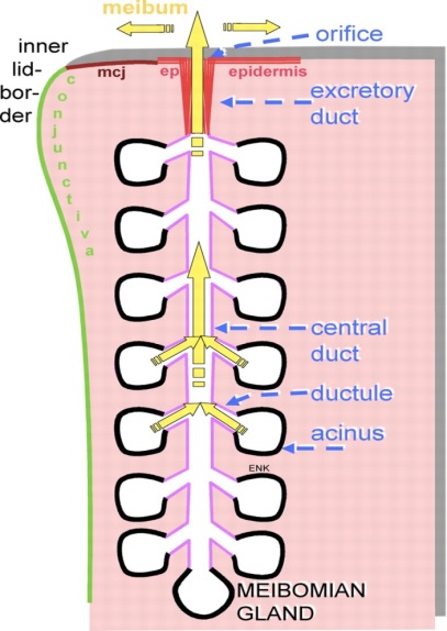 Diagram of Meibomian gland architecture: orifice, excretory duct, central duct, ductules and acini