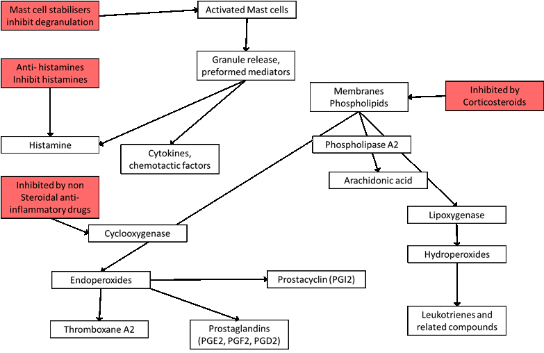 Flow chart of mast cell activation showing where mast cell stabilisers, antihistamines, NSAIDs and corticosteroids act