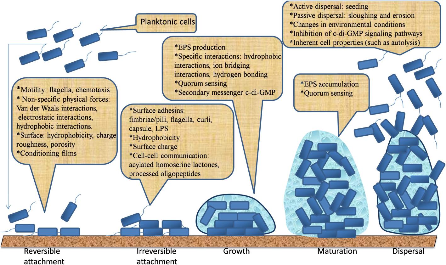 Stages of biofilm formation: reversible attachment, irreversible attachment, growth, maturation and dispersal