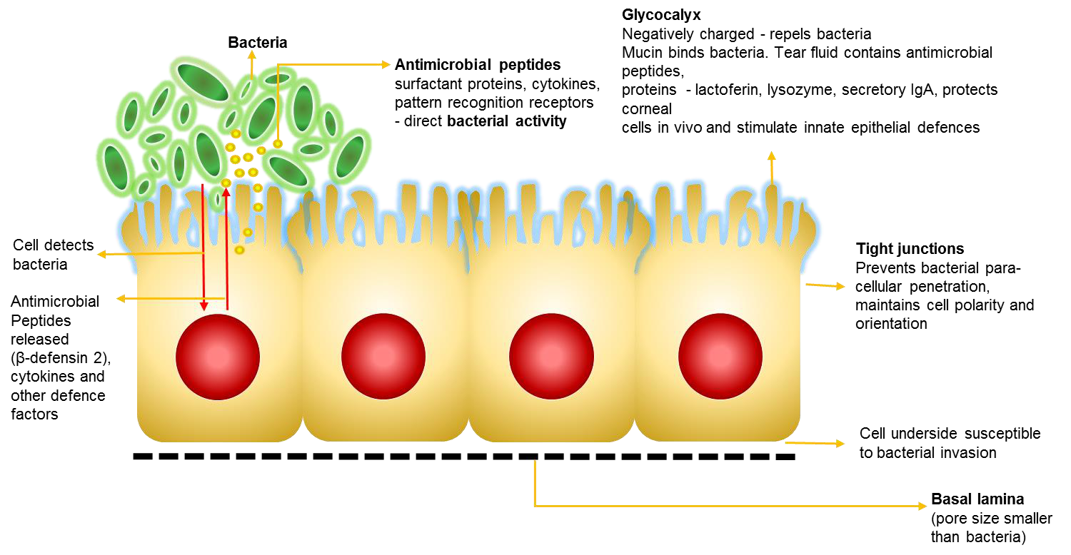 Corneal epithelial defence mechanisms against bacteria
