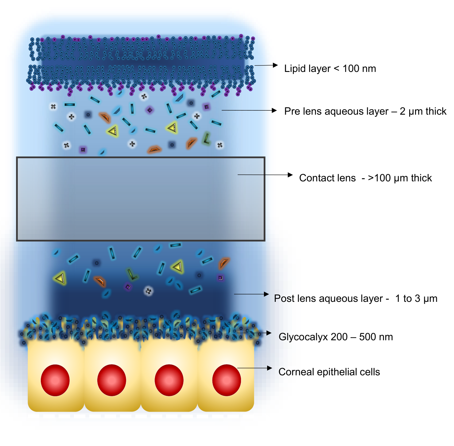Diagram of the tear film layers over and under a contact lens