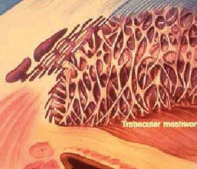 Illustration of the trabecular meshwork