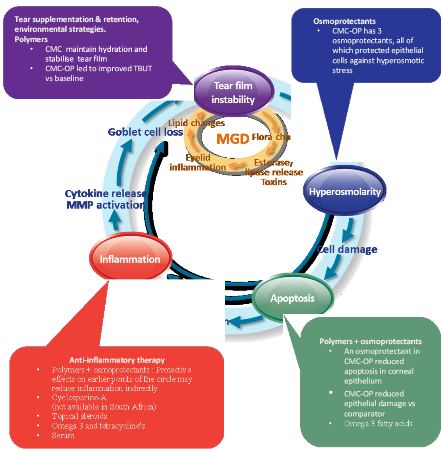The vicious dry eye cycle with therapeutic interventions at each stage